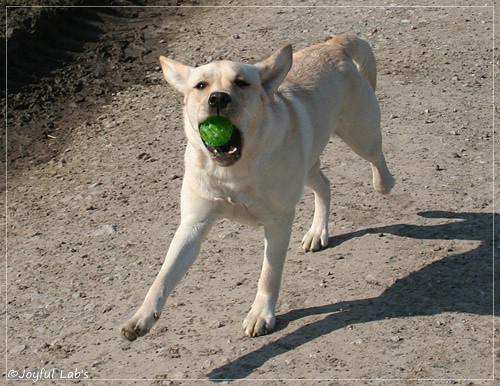 Joyful Lab's Classic Girl - Carla