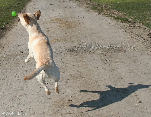 Joyful Lab's Classic Girl - Carla