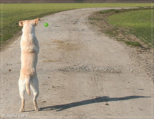 Joyful Lab's Classic Girl - Carla