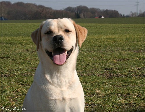 Joyful Lab's Classic Girl - Carla