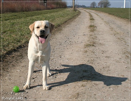 Joyful Lab's Classic Girl - Carla