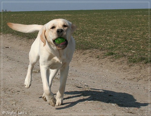 Joyful Lab's Classic Girl - Carla