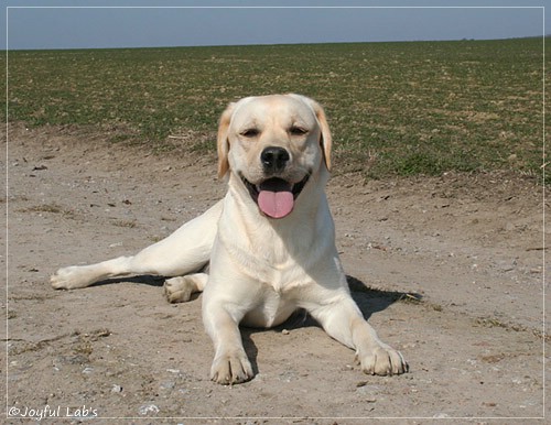 Joyful Lab's Classic Girl - Carla