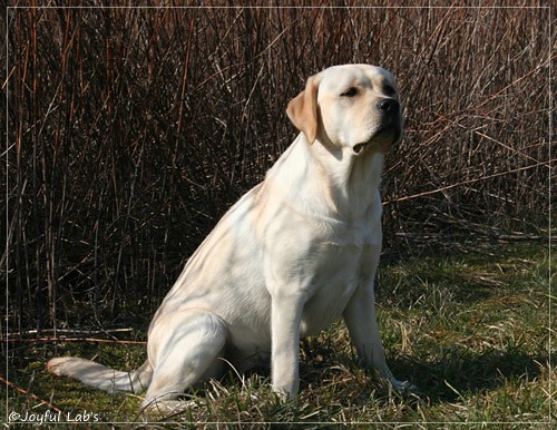 Joyful Lab's Classic Girl - Carla