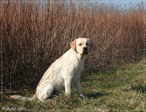 Joyful Lab's Classic Girl - Carla