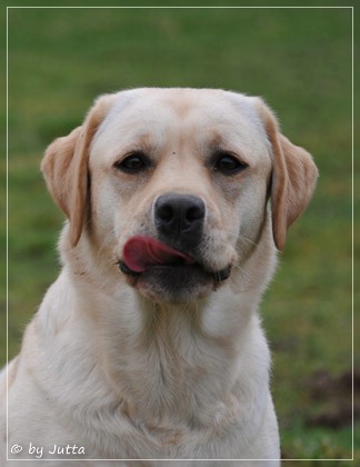 Joyful Lab's Classic Girl - Carla