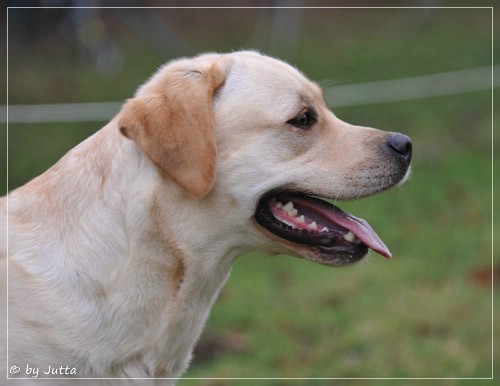 Joyful Lab's Classic Girl - Carla