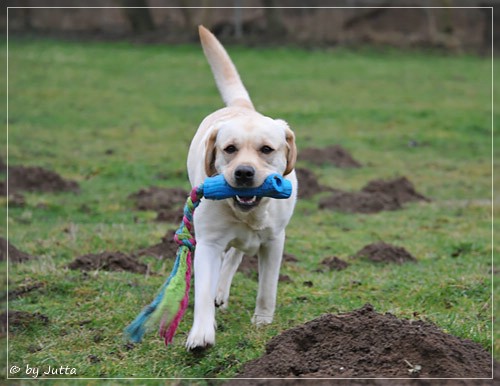 Joyful Lab's Classic Girl - Carla