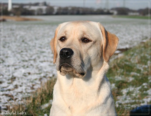 Joyful Lab's Classic Girl - Carla