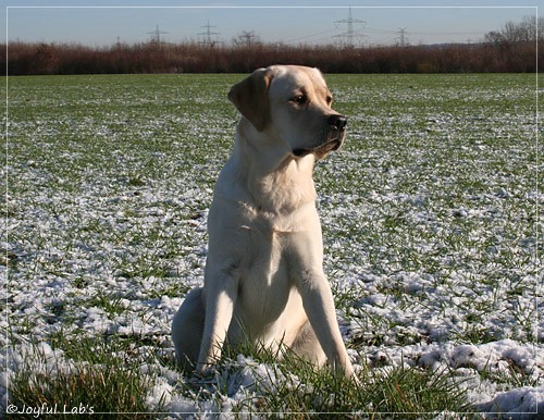 Carla - Joyful Lab's Classic Girl