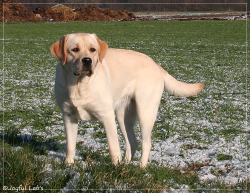 Joyful Lab's Classic Girl - Carla