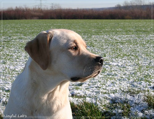 Joyful Lab's Classic Girl - Carla