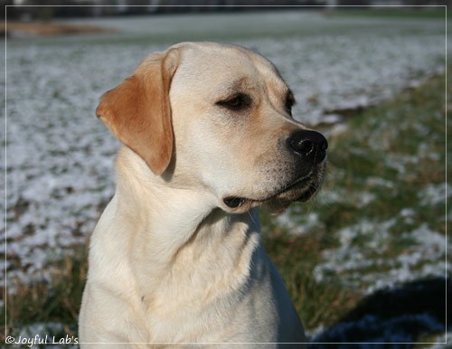 Carla - Joyful Lab's Classic Girl