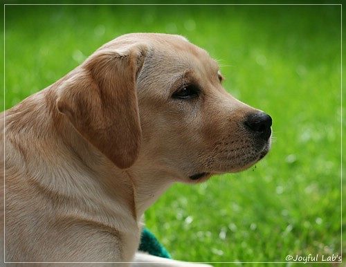 Carla - Joyful Lab's Classic Girl