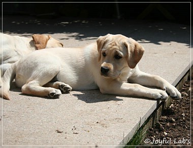 Joyful Lab's Classic Girl "Carla"