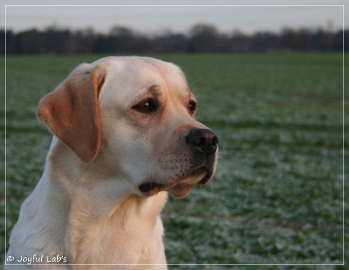 Carla - Joyful Lab's Classic Girl