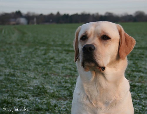 Joyful Lab's Classic Girl - Carla