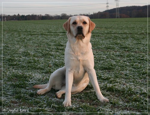 Joyful Lab's Classic Girl - Carla