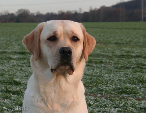 Carla - Joyful Lab's Classic Girl