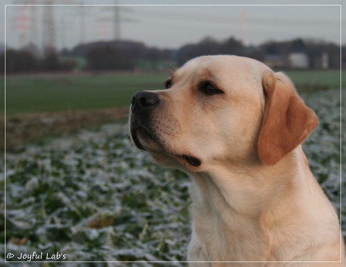 Joyful Lab's Classic Girl - Carla