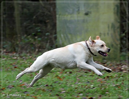 Joyful Lab's Classic Girl - Carla