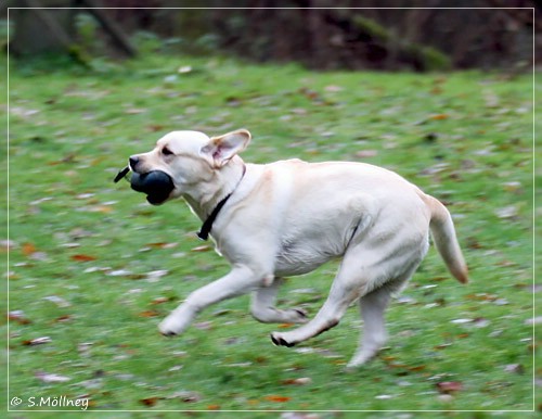 Joyful Lab's Classic Girl - Carla