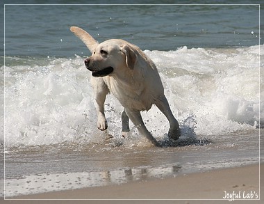 Joyful Lab's Be Happy Girl - Greta