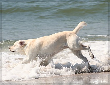 Joyful Lab's Be Happy Girl - Greta