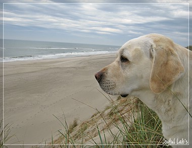 Die Joyful Girls im Dnemarkurlaub 2014