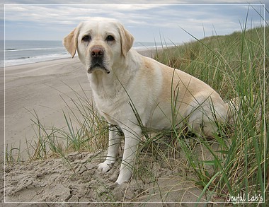 Die Joyful Girls im Dnemarkurlaub 2014