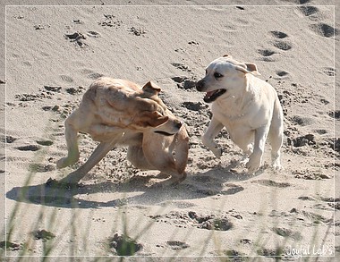 Die Joyful Girls im Dnemarkurlaub 2014