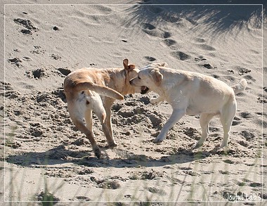 Die Joyful Girls im Dnemarkurlaub 2014