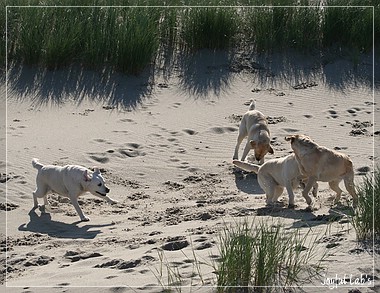 Die Joyful Girls im Dnemarkurlaub 2014