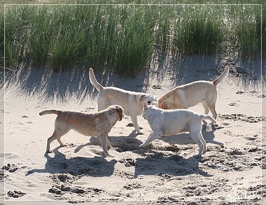 Die Joyful Girls im Dnemarkurlaub 2014