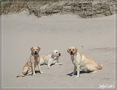 Die Joyful Lab's in Dänemark