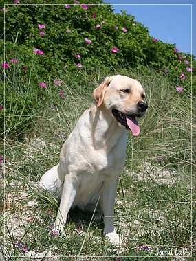 Hanna - Rosefair Joyful Girl