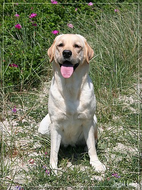 Hanna - Rosefair Joyful Girl