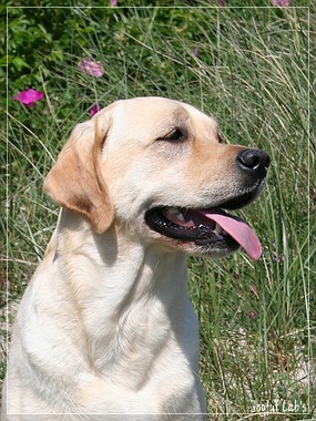 Hanna - Rosefair Joyful Girl