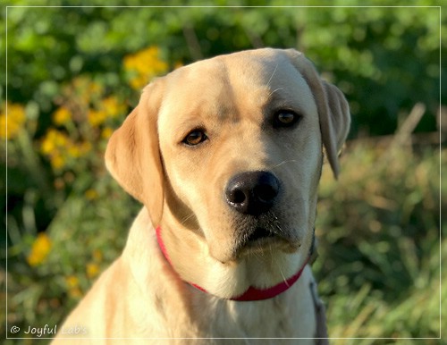 Joyful Lab's Flower Power Girl - Erna