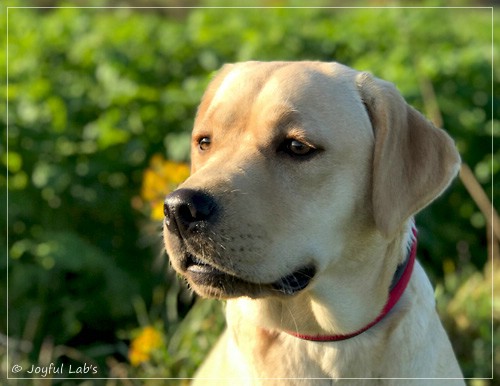 Joyful Lab's Flower Power Girl - Erna