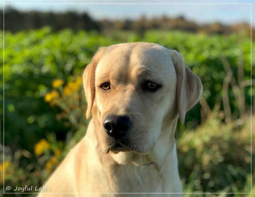 Joyful Lab's Flower Power Girl - Erna