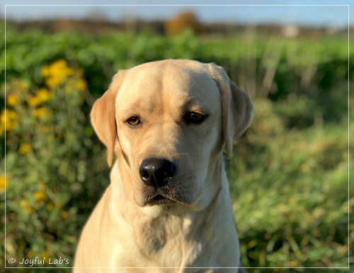 Joyful Lab's Flower Power Girl - Erna