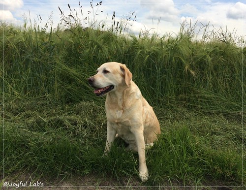 Frieda - Joyful Lab's Always Happy Girl