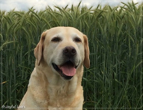 Frieda - Joyful Lab's Always Happy Girl