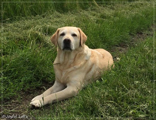 Frieda - Joyful Lab's Always Happy Girl