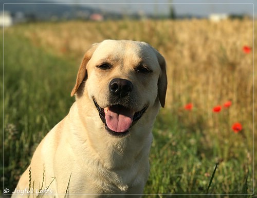 Joyful Lab's Classic Girl - Carla