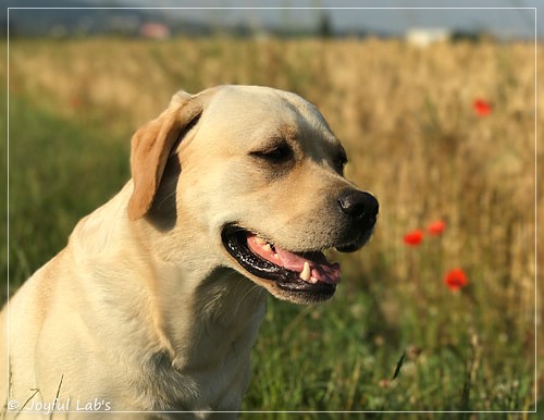 Joyful Lab's Classic Girl - Carla