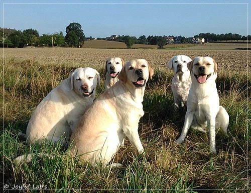 Die Joyful Lab's Girls