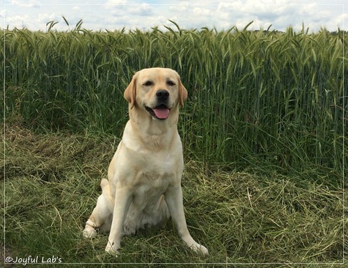 Hanna - Rosefair Joyful Girl