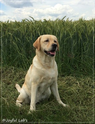 Hanna - Rosefair Joyful Girl